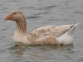 domestic Greylag Goose